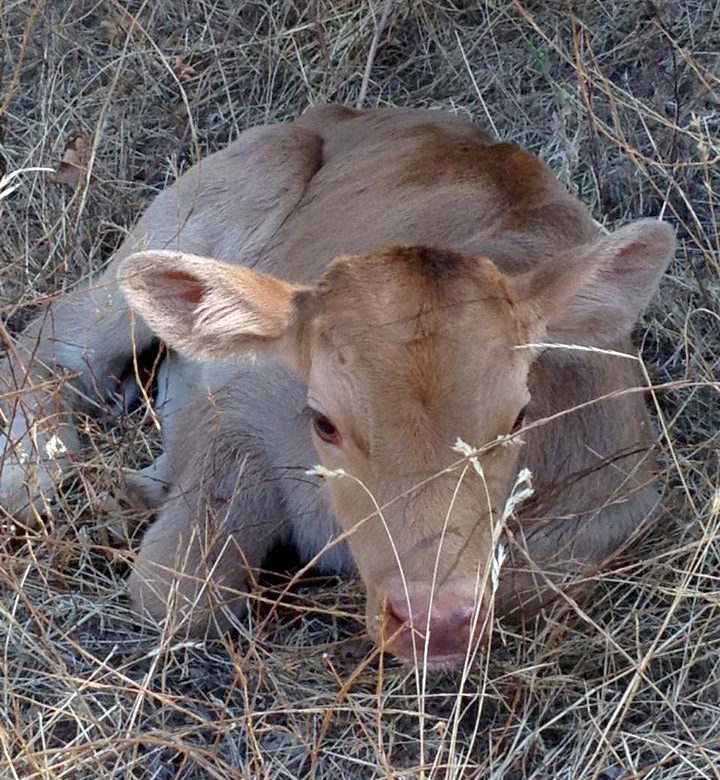 Baby Farm Animals